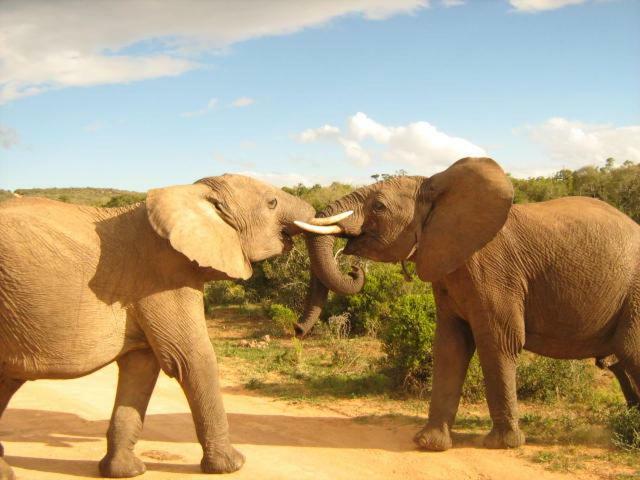 كولشستر Addo Gateway Lodge المظهر الخارجي الصورة