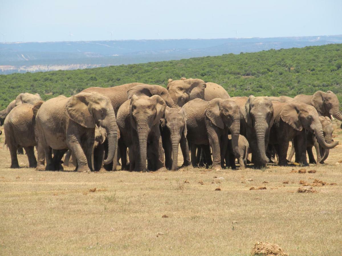 كولشستر Addo Gateway Lodge المظهر الخارجي الصورة